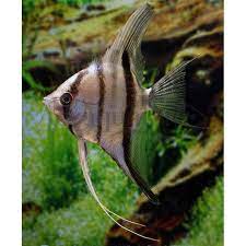 Angelfish adalah omnivora dan akan memakan apa saja. Bandung Ikan Hias Rio Xingu Angelfish Manfish Air Tawar Aquarium Shopee Indonesia