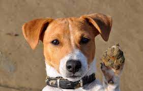 Parson russell terrier, 6 and a half years old, lying in front of white background. Jack Russell Terrier Agila