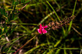 Image result for Tarenna pavettoides