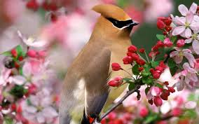 Blogging, birds and buzzing brains. Spring Flowers Birds Wallpapers 4k Hd Spring Flowers Birds Backgrounds On Wallpaperbat