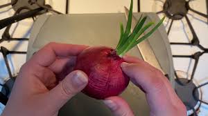 Can you eat onions that have sprouted? Quarantine Tv How To Prepare A Sprouted Onion For Planting Youtube
