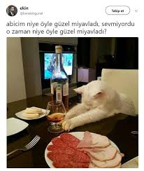 Anlamli Dusundurucu Eglenceli Guzel Komik Konusan Resimler Konusan Resimler Www Kizlarinsirlari Clu Komik Kedi Resimleri Resimler Kedileri Seviyorum