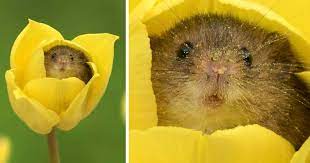 This little guy was feeding off the flower buds, not phased at all by the giant clumsy feet slamming down around him.after biting me a few times we're arrang. Photographer Tiptoes Through The Tulips To Photograph Mice 20 Pics Bored Panda