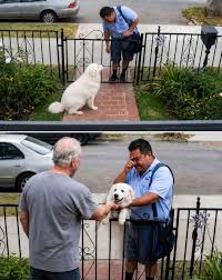 For five years, this little dog had the same routine. Every day, when the mailman  came by, he would run to the gate with a tennis ball in his mouth - not