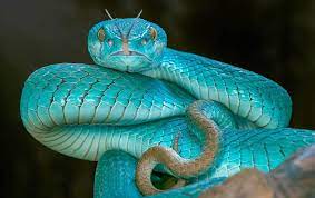 Spiders and snakes cool snakes small snakes colorful snakes beautiful creatures animals beautiful cute animals unusual animals reptiles and amphibians. Amazon Com Kaohun Blue Snake Viper Eyes Animal Picture Art Canvas Print Poster Home Wall Decor 20x13 Inches Posters Prints