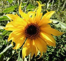 Sunflower Flower Essence Flower Essences Flower Remedies Tree Frog Farm