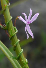 Image result for Cyphia lasiandra