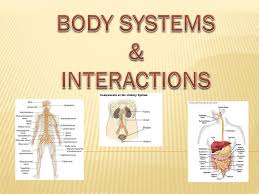 When you exercise, you are making your muscles work harder. Body Systems Interactions Ppt Download