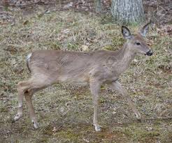 The most powerful names in news! Whitetail Button Buck Wandering Out Of The Woods Stock Photo Picture And Royalty Free Image Image 3105882