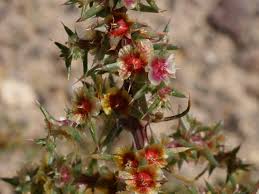 Image result for Salsola