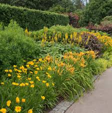 We did not find results for: 5 Tips For Growing Daylilies Longfield Gardens