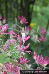Common honeysuckle (lonicera periclymenum), also known as woodbine, is the european species of wild honeysuckle. Lonicera X Italica Sherlite Harlequin Variegated Honeysuckle Dancing Oaks Nursery And Gardens