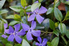 Don't forget to sign up for our monthly the english gardener newsletter, bringing you all the grow your own advice you need throughout the year. Top 10 Plants For Shade The English Garden