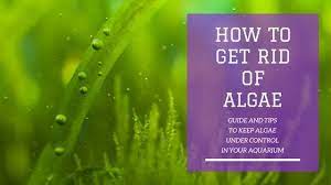 May 05, 2020 · plants fight algae in three ways. How To Get Rid Of Algae In A Fish Tank Fish Tank World
