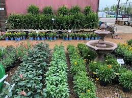 Once a prominent part of nearly every texas landscape they can provide long seasons of color and cut flowers while enhancing overall landscape development. Wide Variety Of Perennials Flowers And Plants In Ennis Tx
