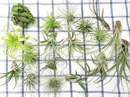 話題の100均 ワッツ ミーツ シルク には隠れた名品がいっぱい エアプランツ 100均 名品