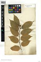 Image result for Grewia glandulosa