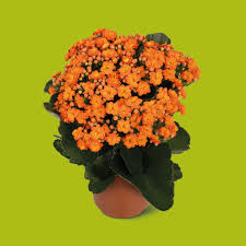 Image result for Kalanchoe rosalina