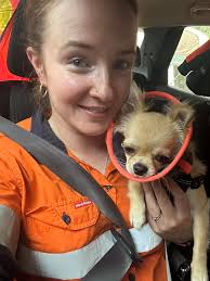 Soft dog cone for sale or giveaway?