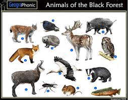 Animals Of The Black Forest Game Animals Black Forest Germany German Nature Animal Fauna Forest Forest An Animals Black Forest Black Forest Germany
