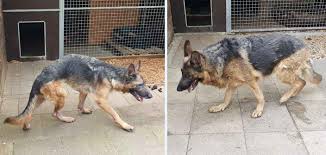 Banken eisfeld mar so5 k i1 s udj tr rlrf. Wir Sind Noch Immer Fassungslos Wie Kann Man Das Einem Lebewesen Antun Sudthuringer Rundschau Meinungsfreudig Unabhangig Burgernah