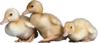 Pngfind provides the largest archieve of transparent hd png images. Duck Png Image Free Download