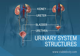 You have blood in your urine and: Filtering Blood Removing Urine How The Structures Of The Urinary System Work