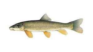 Image result for Corchorus longipedunculatus