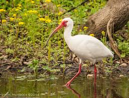 Image result for Ibis White 2014 AQ