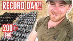 Decoying pigeons over cauliflower