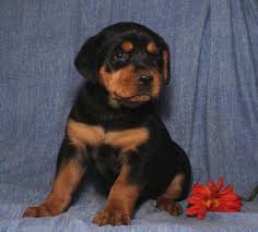 Ct breeder is the premier pet store in norwalk serving residents throughout fairfield county, connecticut and beyond. Rottweiler Puppies Pets And Animals For Sale Usa