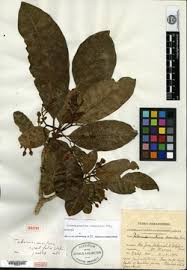 Image result for Tabernaemontana penduliflora