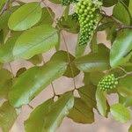 Image result for Brachystegia spiciformis × microphylla