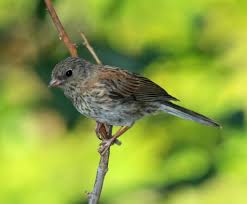 Maybe you would like to learn more about one of these? Sfv Backyard Bird Identification San Fernando Valley Audubon Society