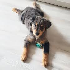 Check spelling or type a new query. 5 Must Know Facts About The Lovable Australian Retriever Animalso
