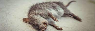 When present it's noticeble when you come up the stairs into the hallway. How To Get Rid Of Dead Animal Smells Diy Odor Removal Solutions Pest Lawn