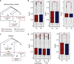 Image result for Echinochloa haploclada