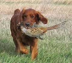 Retrievers are often chosen as. Mahogany Golden Retriever Natural History