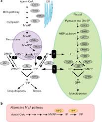 Check spelling or type a new query. Contribution Of Isopentenyl Phosphate To Plant Terpenoid Metabolism Nature Plants