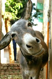 Who Me Tipsy Super Cute Animals Cute Donkey Cute Animals