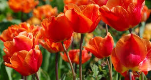 Bahce Cicekleri Nelerdir Her Mevsim Acan Soguga Dayanikli Ve Uzun Omurlu Dis Mekan Bahce Cicekleri Bakimlari Ve Ozellikleri Son Dakika Haberler