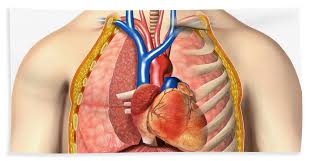 The chest anatomy includes the pectoralis major, pectoralis minor and the serratus anterior. Male Chest Anatomy Of Thorax Hand Towel For Sale By Leonello Calvetti