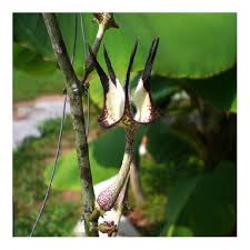 Image result for Ceropegia filipendula