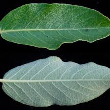 Image result for Tacazzea