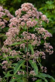 Image result for Oxyanthus pyriformis