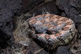 Image result for Warneckea walikalensis