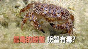最毒的螃蟹 你没看错螃蟹有毒 animals crab