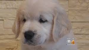 We are always updating our inventory with the best new pet products that you and your pet will love, so check back often to see what new products we are featuring on the site! Warning After Puppy Scam When It Sounds Too Good It Usually Is Youtube