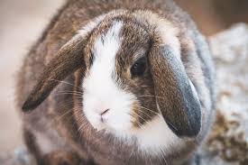 Nevada Is The Second U S State To Ban Animal Testing For Cosmetics Illinois And Hawaii Could Follow Cruelty Free Kitty Free Photos Cruelty Free Brands