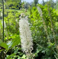 Image result for Faurea racemosa